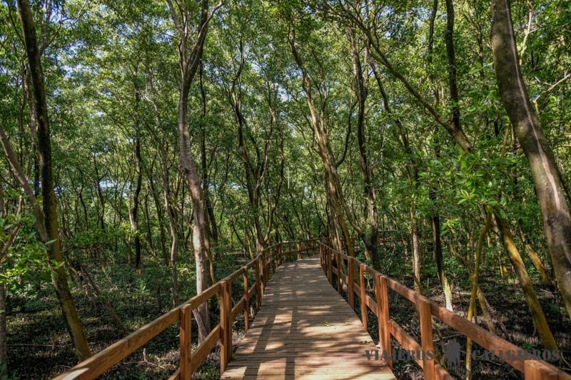 Recorrer los Manglares Old Park, una de las cosas que hacer en San Andrés