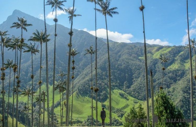 Valle de Cocora, una de las mejores fotos de Colombia