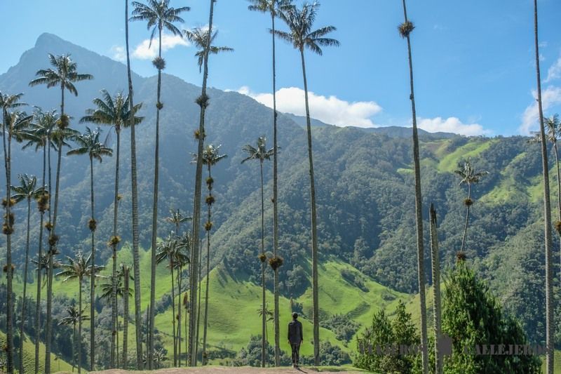 Valle de Cocora en Colombia