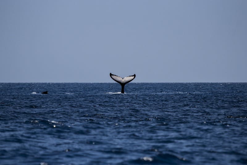 Ballenas en Husavik