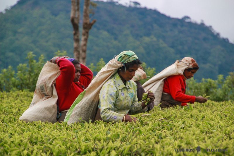 Nuwara Eliya