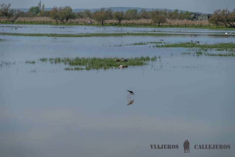 Parque Natural Aiguamolls de l´Empordà, uno de los lugares que ver en Empuriabrava