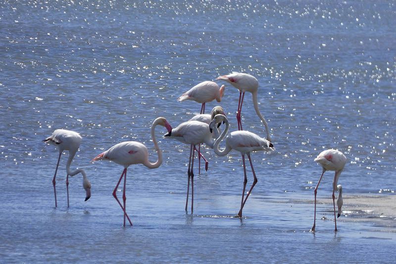 Delta del Ebro en Catalunya