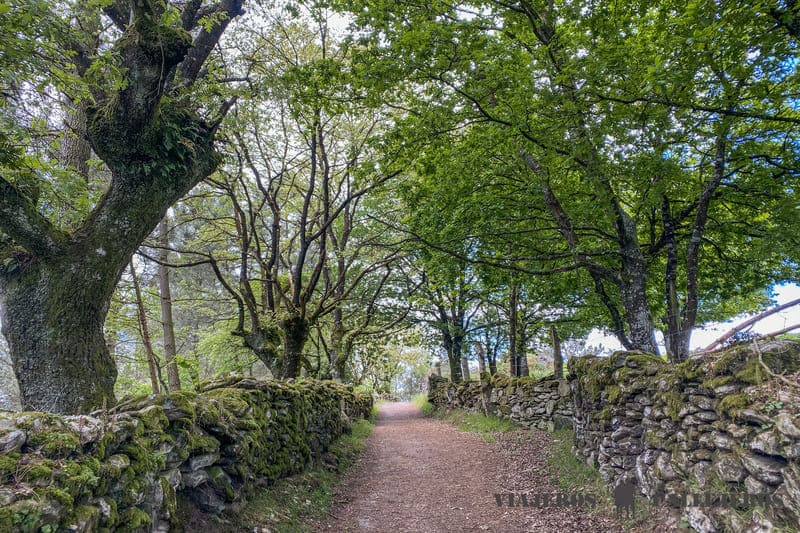 Etapa de Triacastela a Sarria, una de las etapas del Camino francés