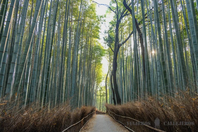 Arashiyama, uno de los lugares que incluir en una ruta por Japón en tres semanas