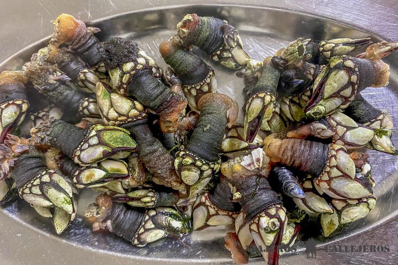 Percebes en O Gato Negro, uno de los mejores restaurantes donde comer en Santiago de Compostela