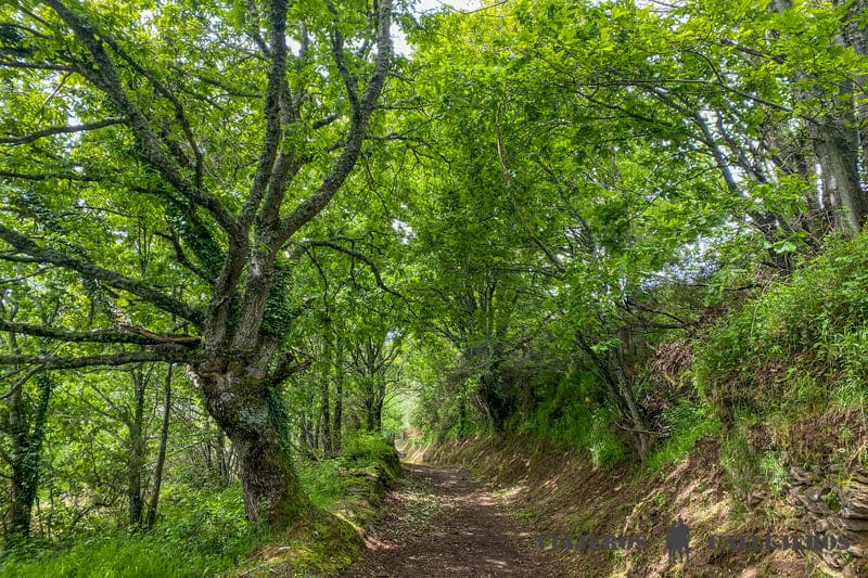 Camino francés