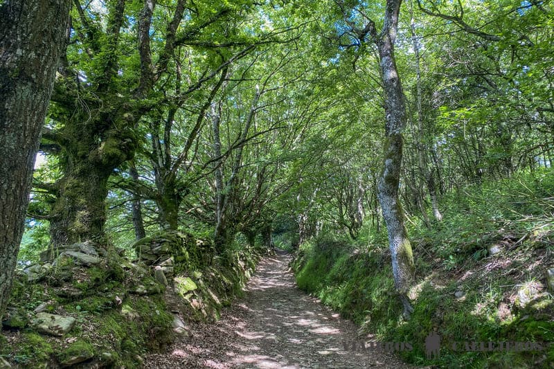 La primavera y el otoño, las mejores épocas para hacer el Camino de Santiago