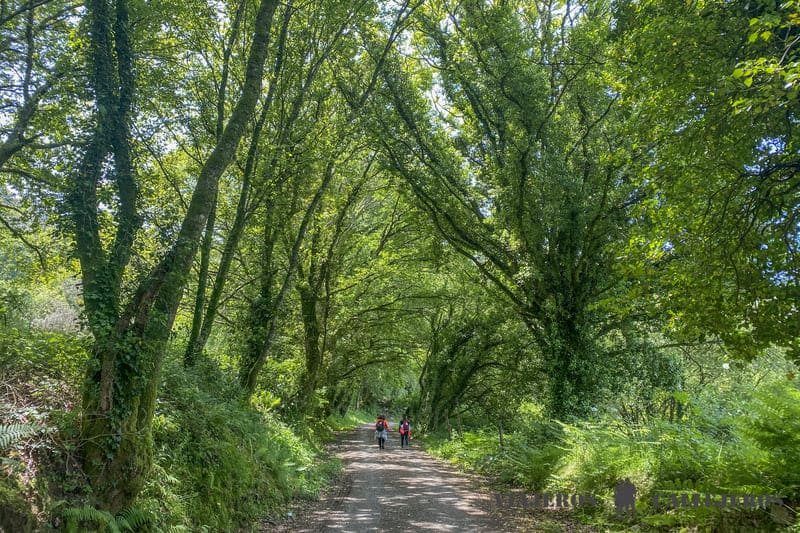 El Camino francés, una de las principales rutas del Camino de Santiago