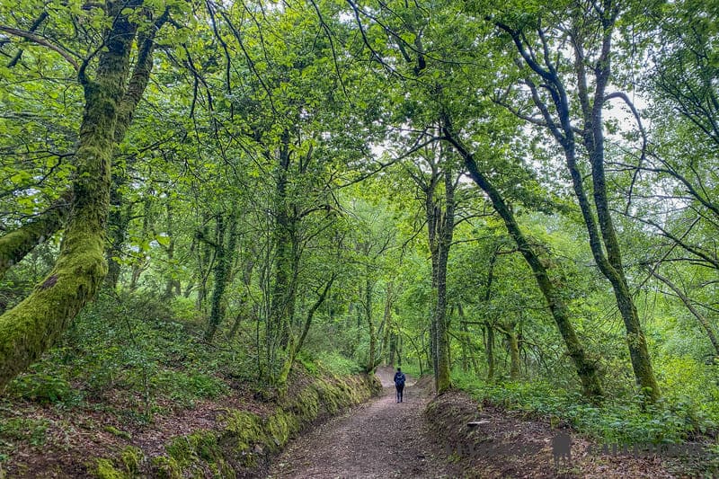 Senderos del Camino de Santiago francés