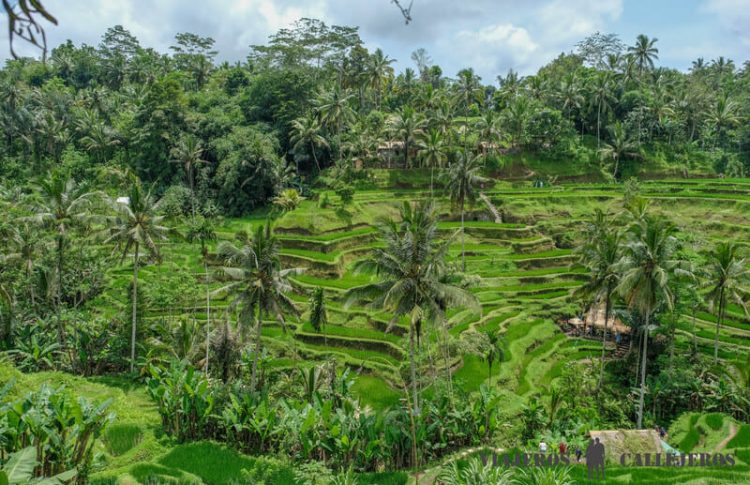 Tegallalang, uno de los arrozales que no puedes perderte en la ruta por Bali en 7 y 10 días