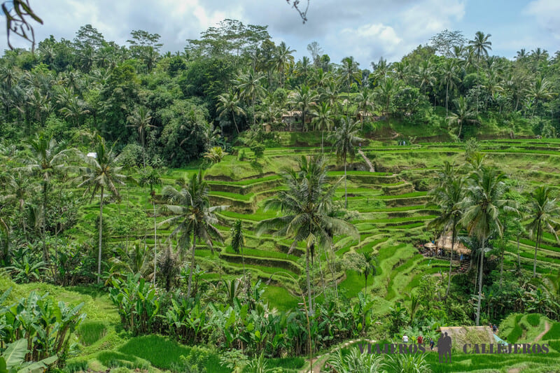Tegallalang, uno de los arrozales que no puedes perderte en la ruta por Bali en 7 y 10 días